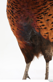 Pheasant  2 leg 0007.jpg